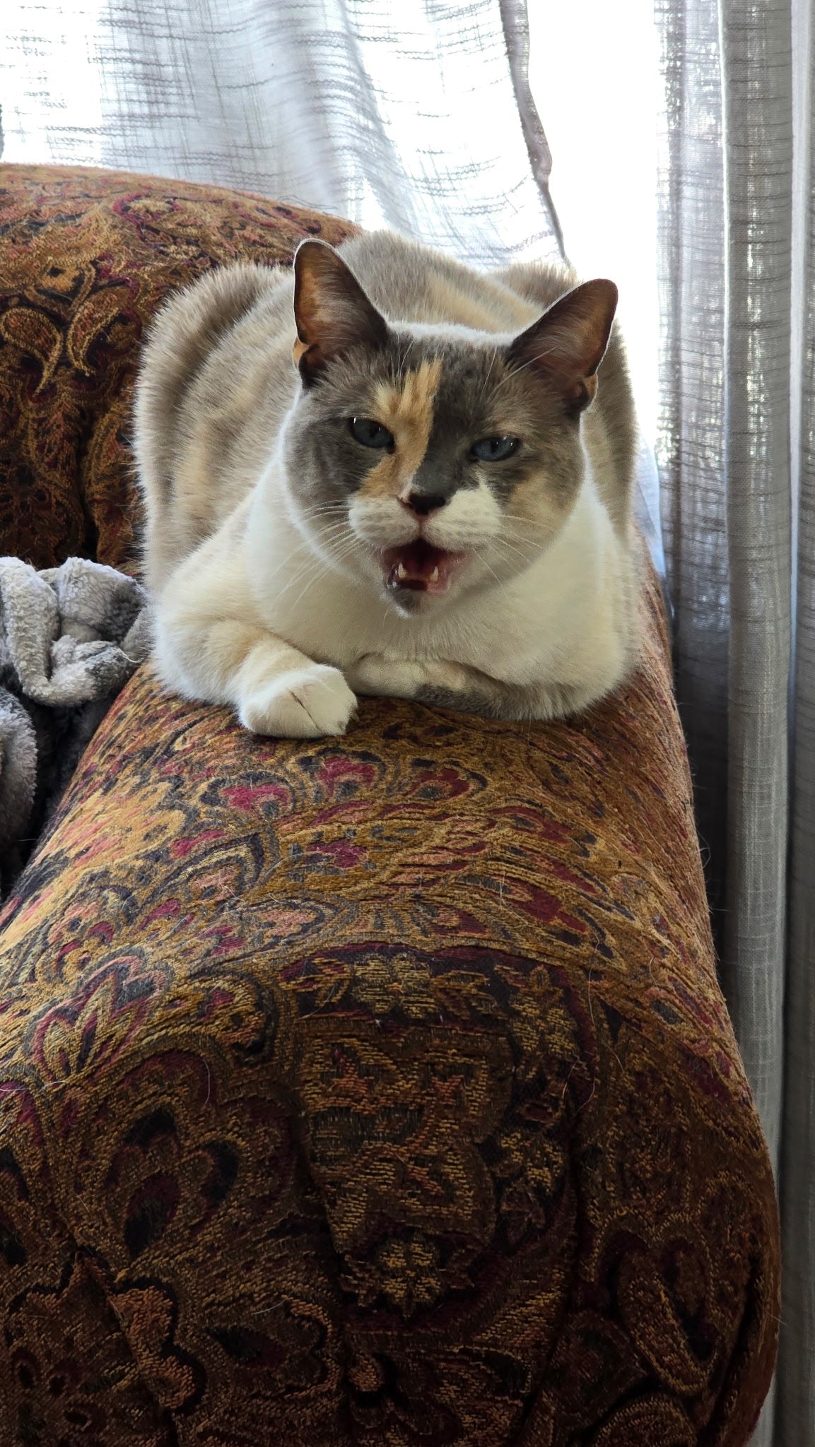 Cat Products